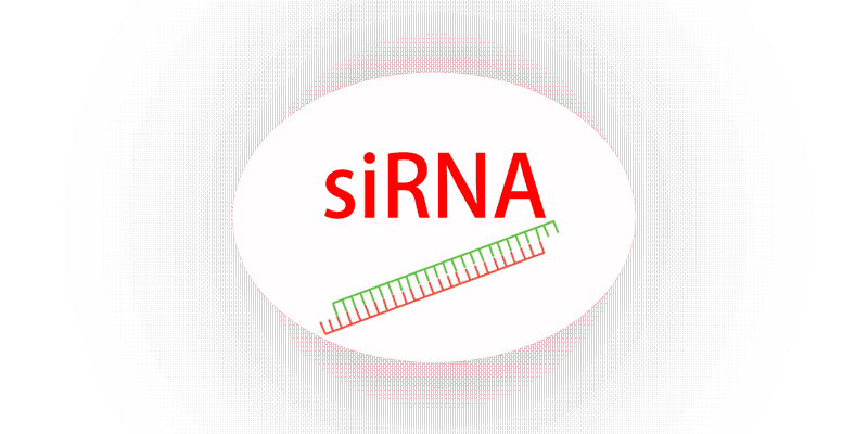 siRNA